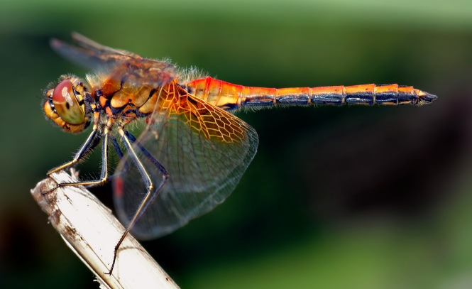 The Dragonfly is an insect belonging to the Order Odonata and suborder Anisoptera. It is characterized by large multi-faceted eyes, two pairs of strong transparent wings, and an elongated body. 